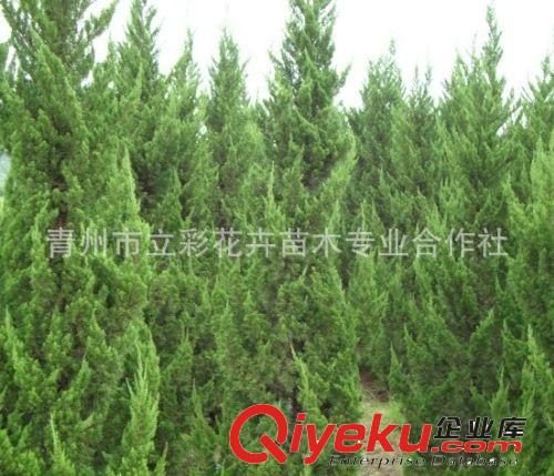 綠化苗木 龍柏柱子 青州龍柏柱子  基地直銷 量多從優(yōu) zyjl原始圖片3