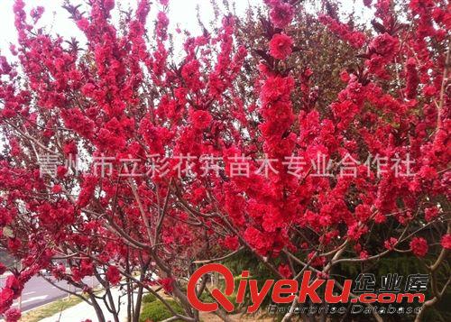 紅葉碧桃 花灌木 青州碧桃 山東苗木 苗木基地 廠家直銷 大量批發(fā)