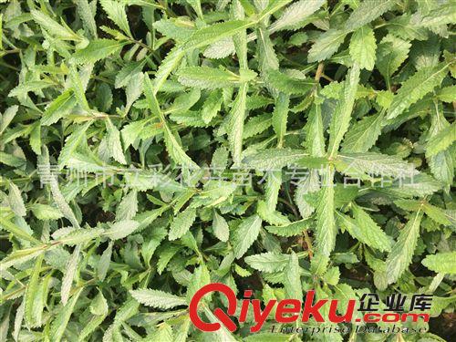 馬鞭草  盆栽地被 大量批發(fā) zyjl 量多從優(yōu) 現(xiàn)場挖貨