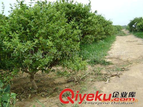 供應(yīng)優(yōu)質(zhì)金銀花樹苗(圖)原始圖片2