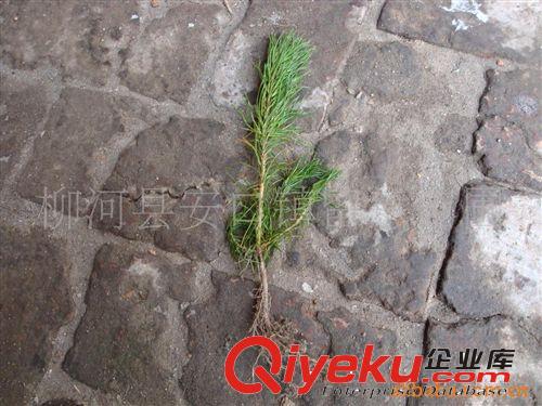 低價預售樟子松二年生樹苗