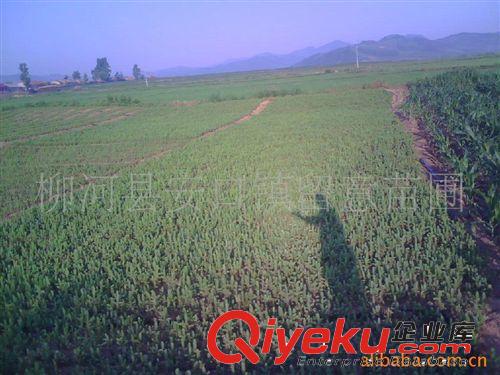 大量供應云杉20--30cm雨季造林樹苗