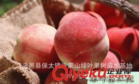 晚桃 重點推廣霜紅桃 極晚熟品種10月上市{zx1}品種 大果重1.5斤