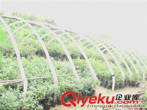 告別PM2.5 吸收甲醛 矮化蘋果芭蕾果 觀賞盆景 凈化室內(nèi)客廳空氣