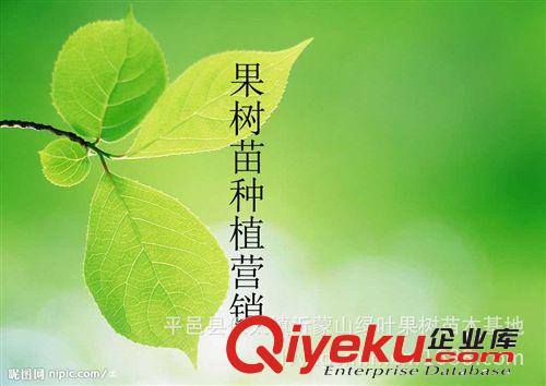 果樹苗種植營銷技術(shù)指導(dǎo) 定向嫁接合作 歡迎掃描微信 15866442008