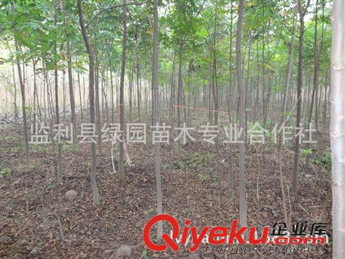 綠化批發欒樹種苗