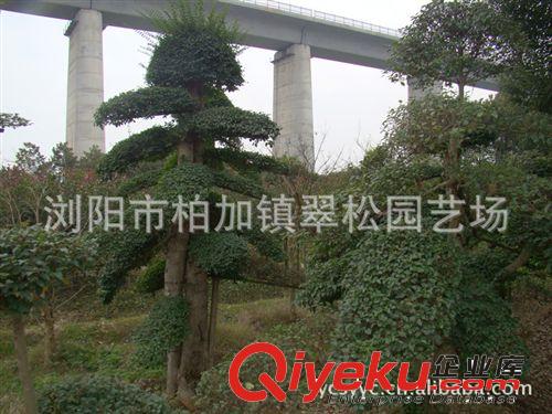 產(chǎn)地直銷湖南瀏陽白蠟  造型白蠟大樹  樹形優(yōu)美