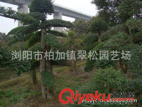 產(chǎn)地直銷湖南瀏陽白蠟  造型白蠟大樹  樹形優(yōu)美