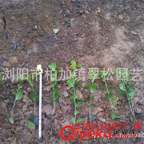 茶花貨源充足 批量供應茶花苗 山茶
