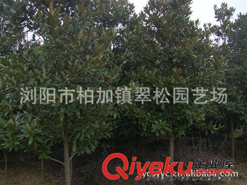 大量批发供应广玉兰  荷花玉兰  净化空气