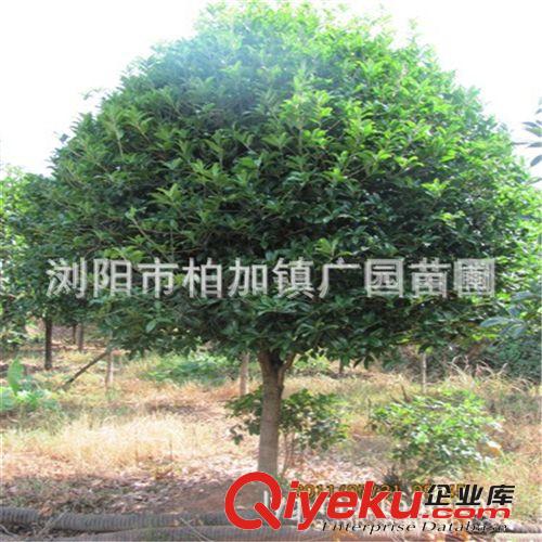 【產地直銷】桂花/精品桂花樹 湖南10公分桂花樹 自然生長冠大