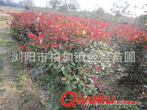 灌木球 紅葉石楠球 低價供應優質精品紅葉石楠球 規格齊全原始圖片2