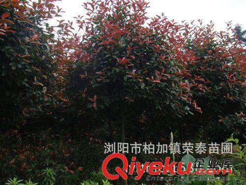 湖南榮泰苗圃大量供應紅葉石楠