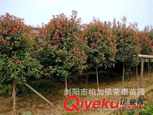 湖南榮泰苗圃大量供應高質量低價格紅葉石楠  歡迎來電原始圖片3