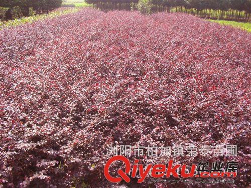 大量供應30---40公分紅繼木移栽小苗