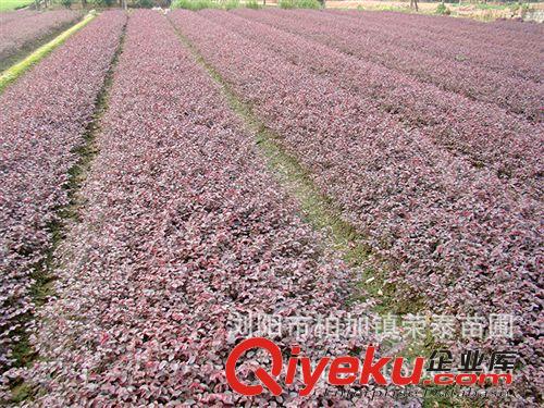 榮泰苗圃長期直銷供應優質喬木紅繼木樁