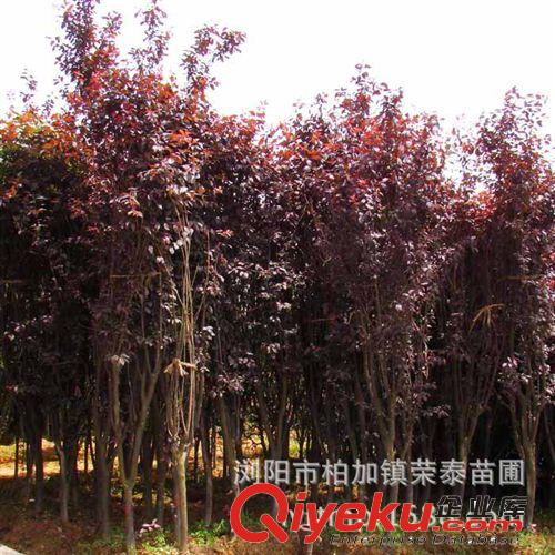 長期供應3---5公分紅葉李苗木