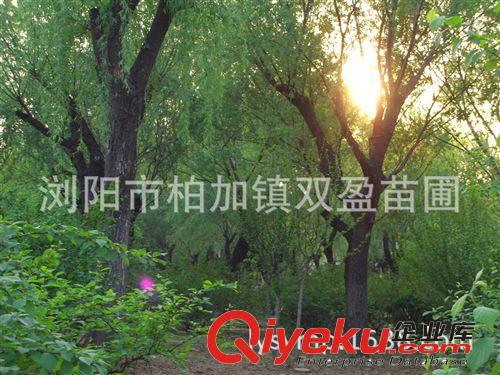 萬畝柳樹批發(fā) 規(guī)格齊全價格合理 有意請聯(lián)系