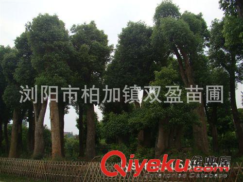 批發(fā)湖南香樟，香樟樹苗.香樟價格.香樟規(guī)格.品質保證原始圖片3