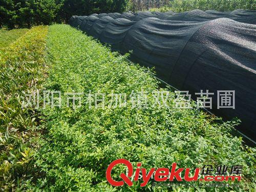 批發(fā)優(yōu)質(zhì)茶花小苗.茶花工程用苗.茶花球