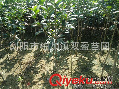 批發(fā)優(yōu)質(zhì)茶花小苗.茶花工程用苗.茶花球