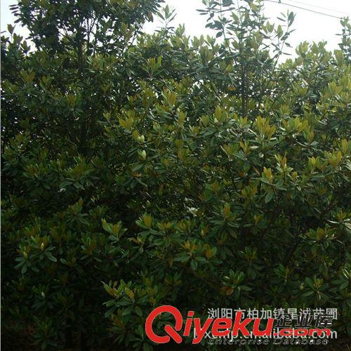 哪里有廣玉蘭買  瀏陽柏加長(zhǎng)期供應(yīng)優(yōu)質(zhì)10公分玉蘭樹  規(guī)格齊全原始圖片3