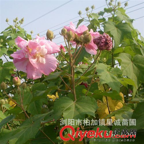 木芙蓉  湖南zg綠化樹苗  品質(zhì)保證  價格實在原始圖片2