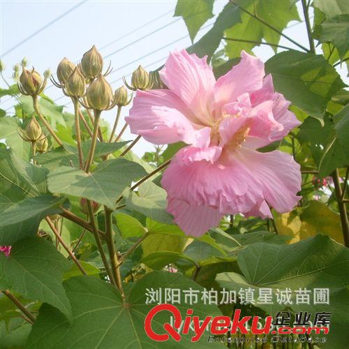 產(chǎn)地直銷(xiāo)叢生/獨(dú)桿木芙蓉  規(guī)格齊全的芙蓉樹(shù) 適合園林及高速綠化