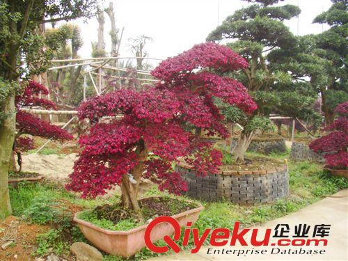 大量供應紅繼木 優質綠化苗木 歡迎來電選購