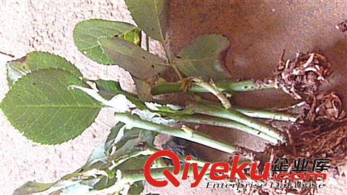 玫瑰種苗  非洲菊種苗
