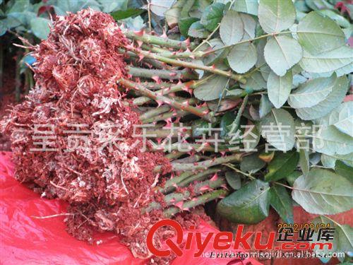 玫瑰苗 月季苗  盆景苗 占地苗  綠化苗  基地直銷 價格實惠