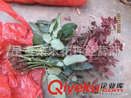 玫瑰苗 云南玫瑰苗 基地直銷 價格實惠