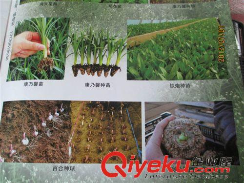 供應非洲菊 康乃馨  基地直銷 價格實惠 質量保證