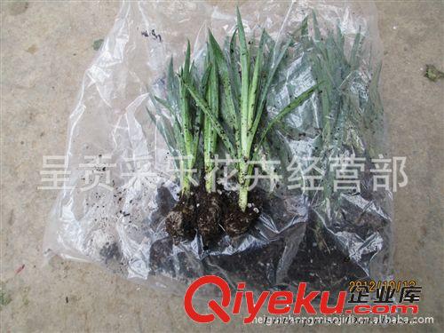 康乃馨 石竹種苗  基地直銷 價格實惠