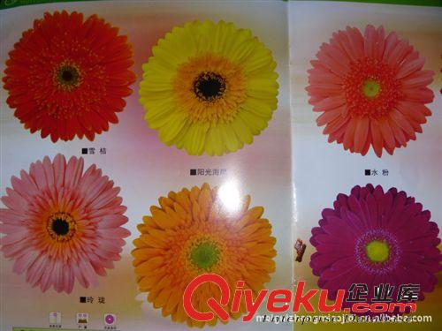 大量供應 非洲菊種苗  康乃馨種苗 基地直銷