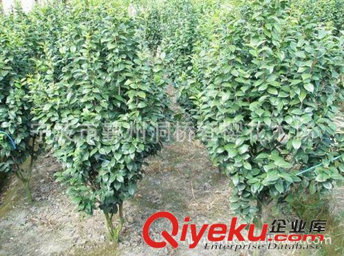 供應格擋規(guī)格茶花，茶梅、量大從優(yōu)