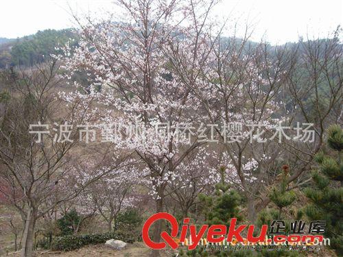 優惠供應10公分以上早櫻、晚櫻，樹形優美、量大從優原始圖片3