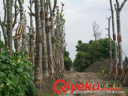 供應】多種規格香樟樹 多頭香樟 骨架香樟  綠化苗木