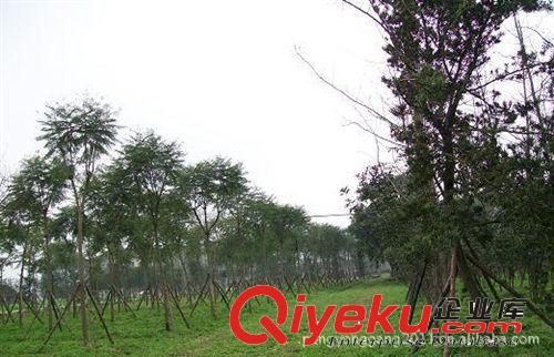 艱化苗木場大量批發供應精品藍花楹樹原始圖片2
