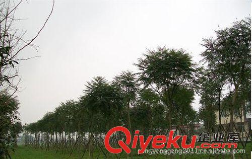 艱化苗木場大量批發供應精品藍花楹樹原始圖片3
