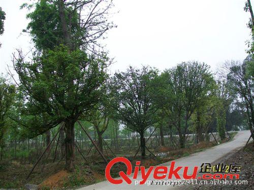 欒樹，藍(lán)花楹，櫻花，香港紫荊價格優(yōu)惠綠化苗木