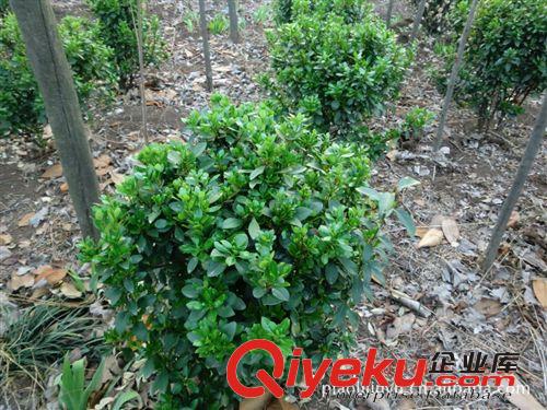 批發供應大小葉黃楊18951190068原始圖片2