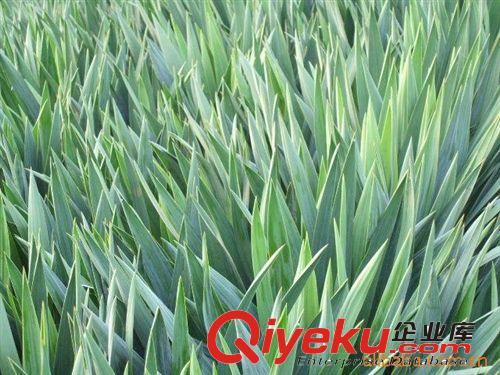 大量批售多種規(guī)格灑金柏