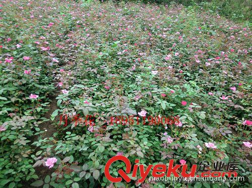 廠家專業(yè)供應(yīng)基地特產(chǎn)綠化苗木紅葉小檗（圖）