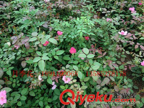 批發供應多種月季花18951190068原始圖片2