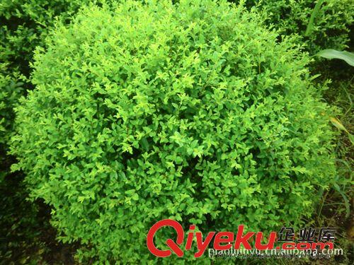 供小葉女貞球等綠化花卉苗木承接綠化工程