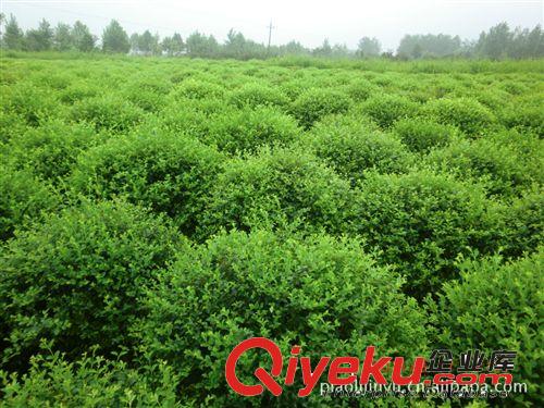 供小葉女貞球等綠化花卉苗木承接綠化工程