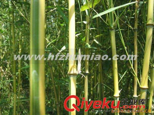 【優質直銷】供應綠化苗木小葉女貞