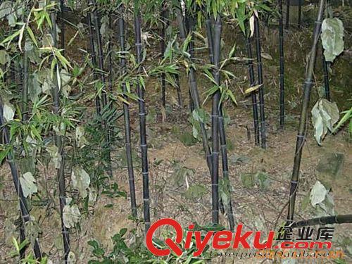 常年供應各種竹子原始圖片2