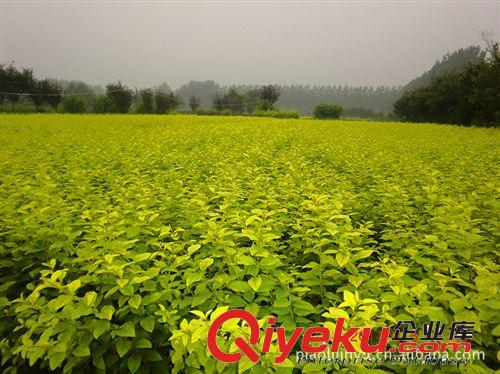 【優(yōu)質(zhì)直銷】供應(yīng)優(yōu)質(zhì)特產(chǎn)金葉女貞